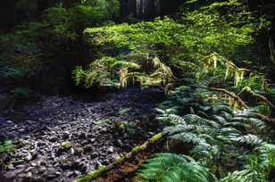 Rainforest lighting - natural-6708 Rainforest lighting - natural-6708